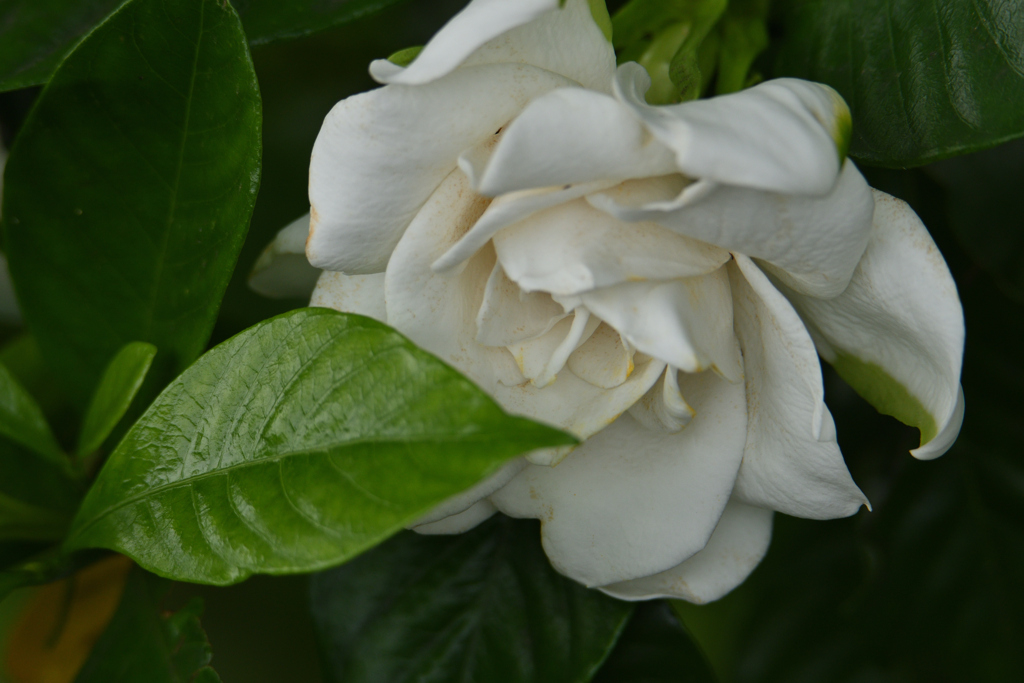 夏の白い花-2