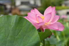 花を見る