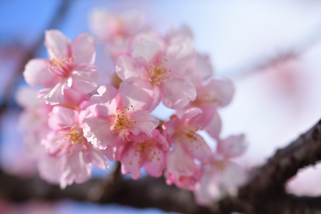 Prettyな桜-2