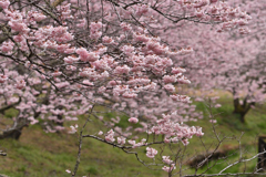 満開桜