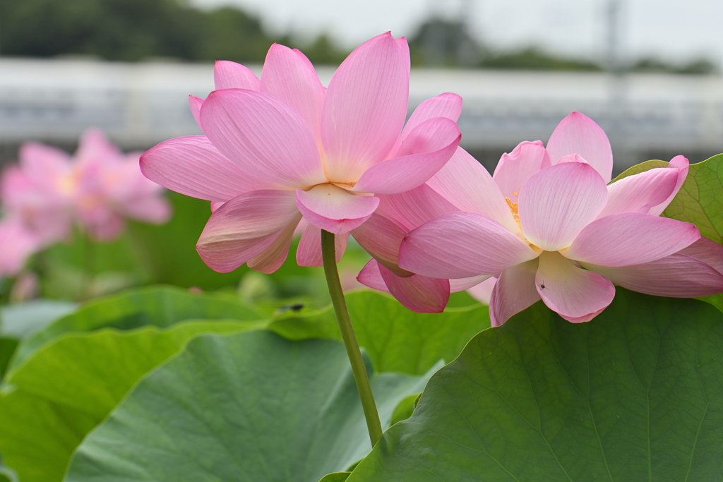 背伸び