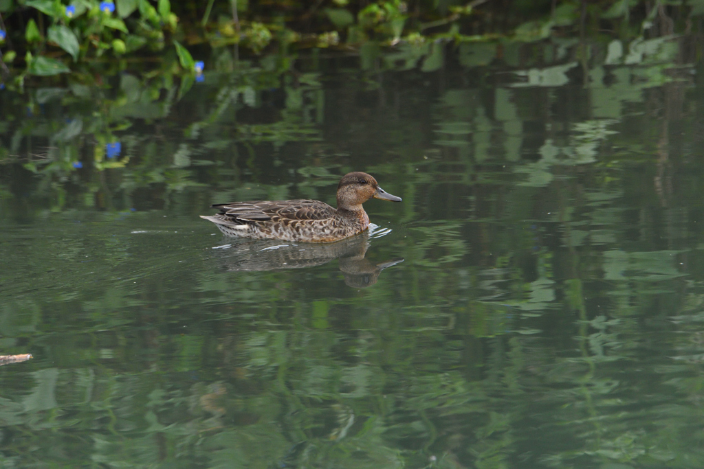 露草と水辺の鳥