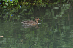 露草と水辺の鳥