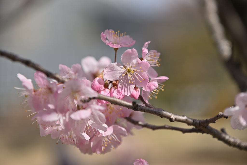 春めき桜