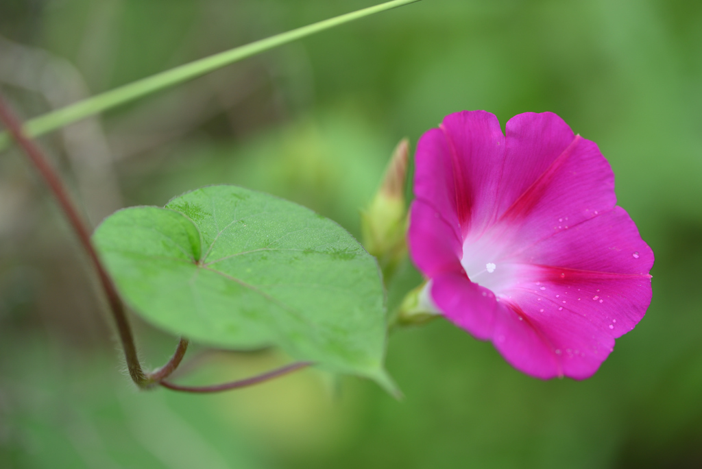 花と葉っぱ