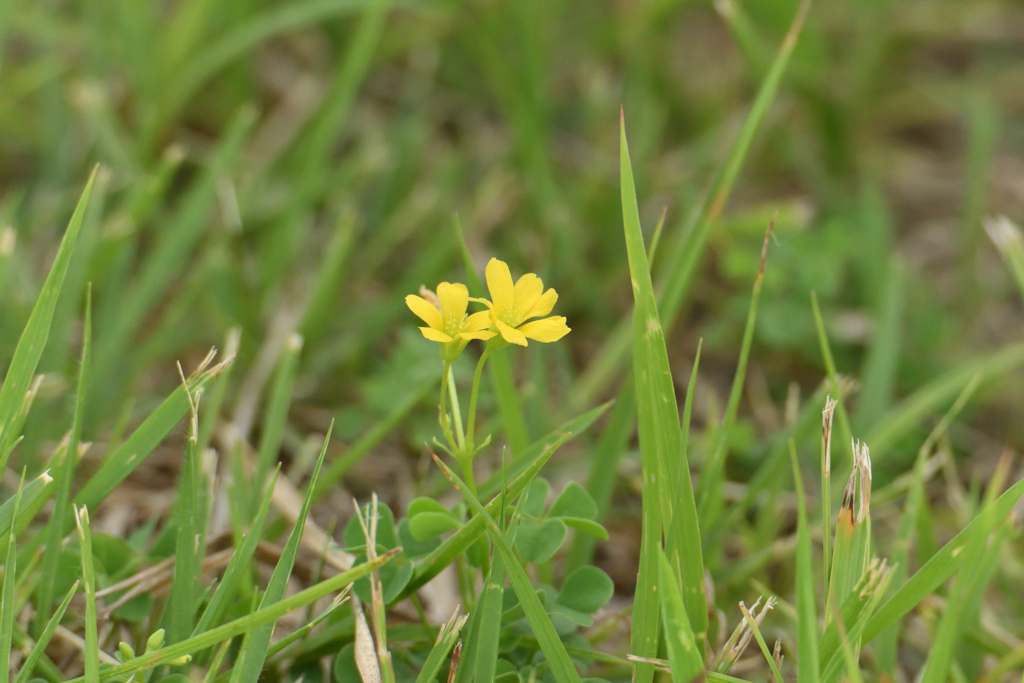 足元の野花