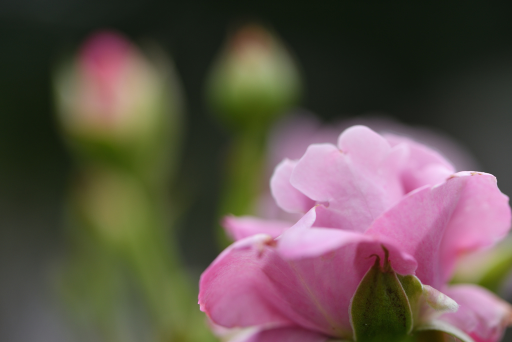 夏でも薔薇を ①