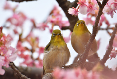 ふたりの夢