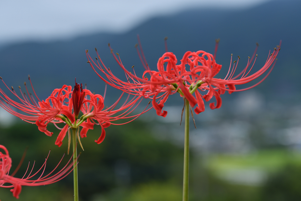 今年の彼岸花 ③