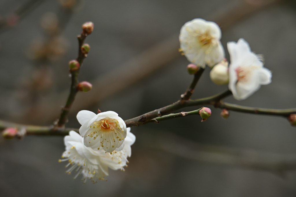 それでも花は咲く