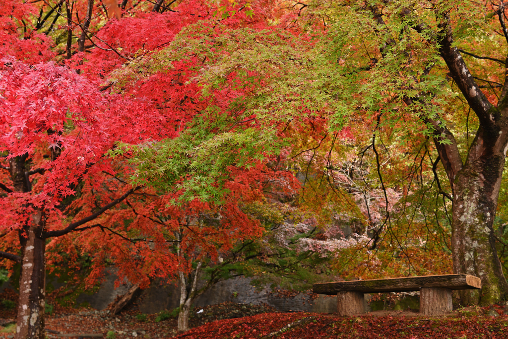 紅葉ベンチ