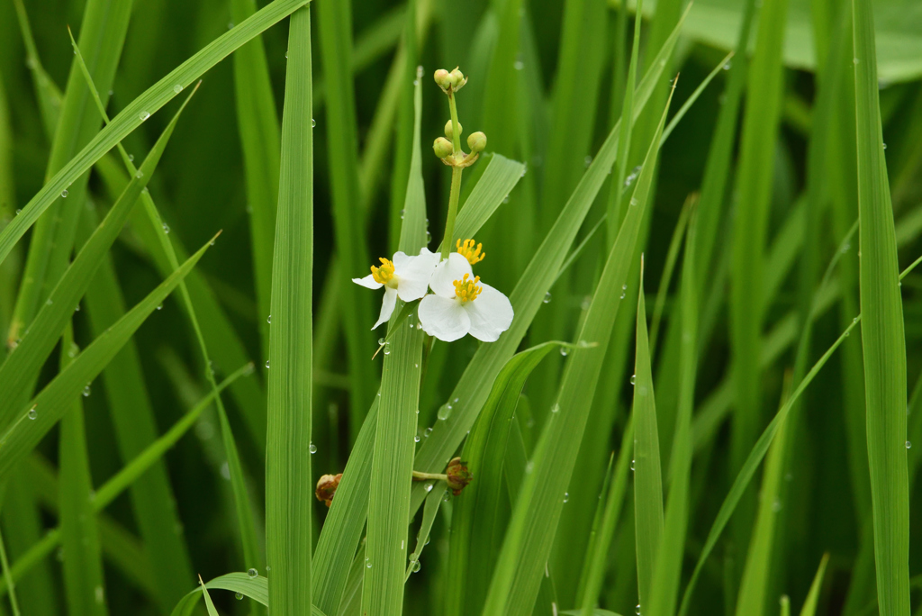 野草でもね_2017-⑧