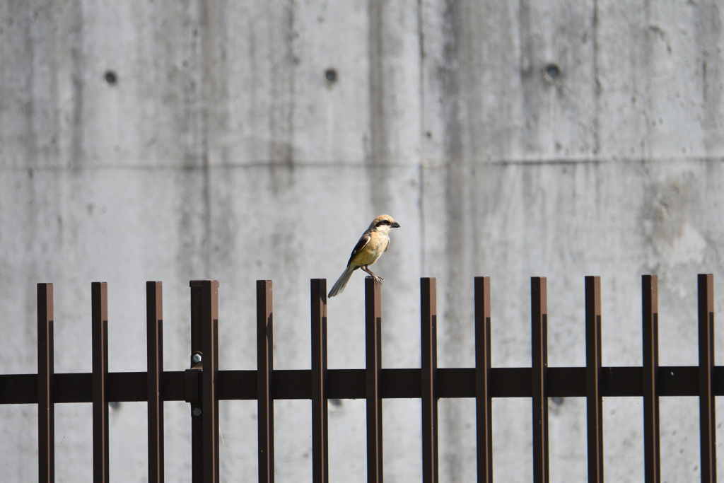 おはよう百舌鳥君