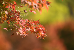 紅葉-枝