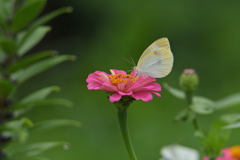 花を待ち花で待つ