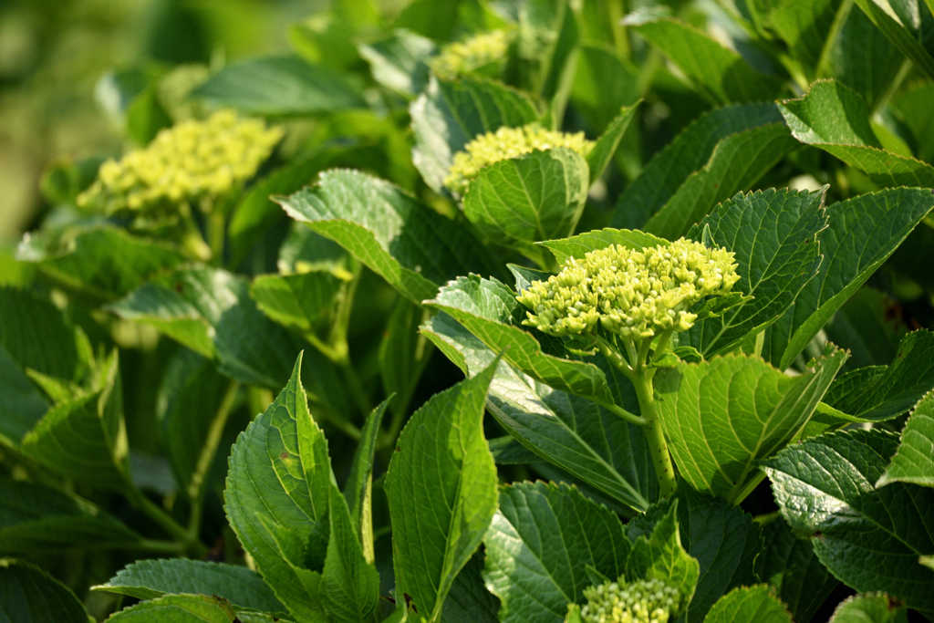 紫陽花の準備ok？