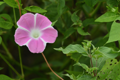 土手の花