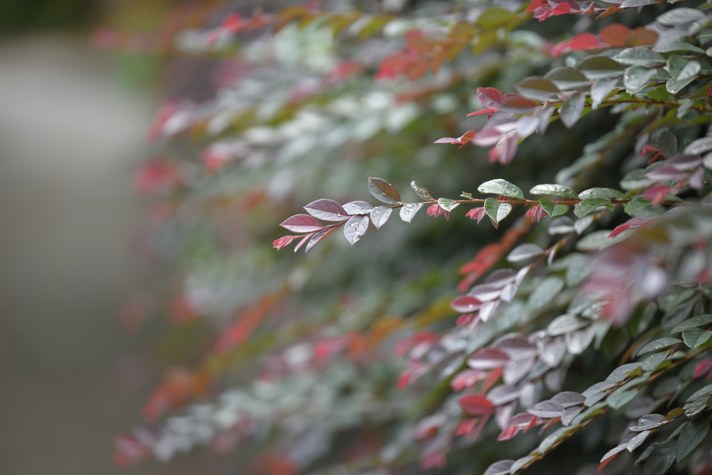 葉っぱが花のよう