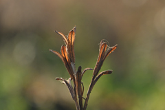 枯れに光透けて