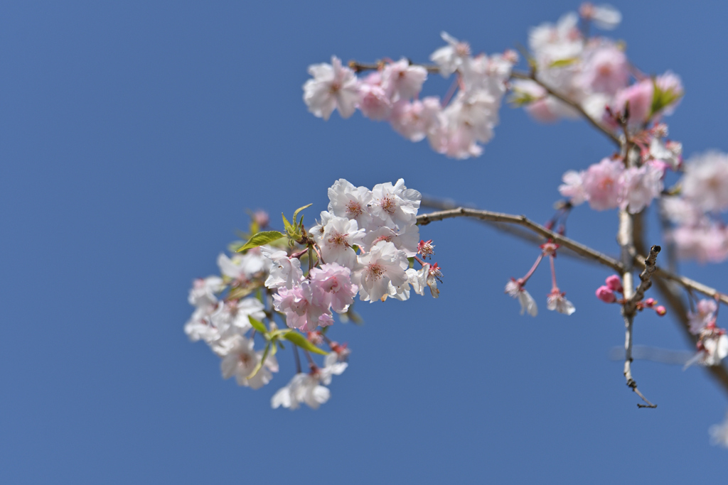 晴れた桜
