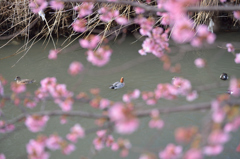 桜小学校⑥