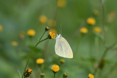 白蝶のメルヘン-2