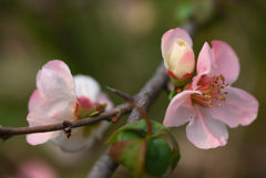 木瓜の花