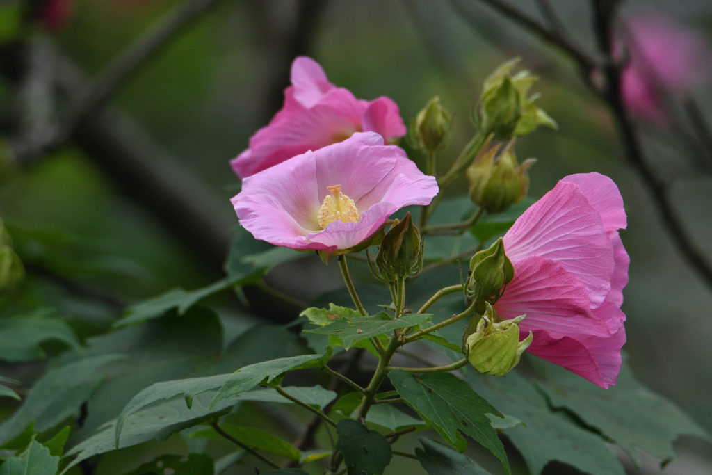 芙蓉が色濃く