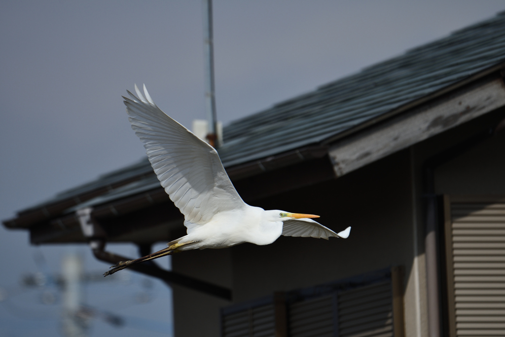 白鷺の飛翔