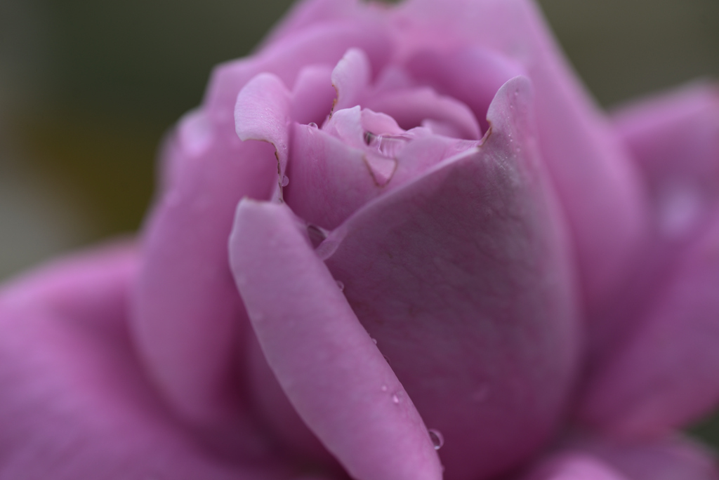 秋薔薇