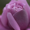 秋薔薇