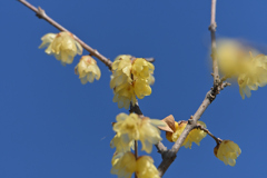 青空蠟梅を写す