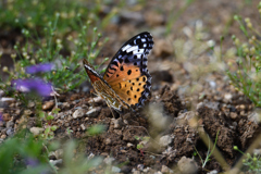 美しい訪問者-1