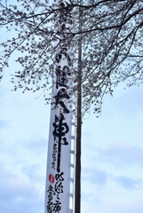 のぼり旗と桜