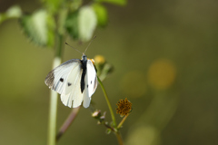 小栴檀草と紋白蝶