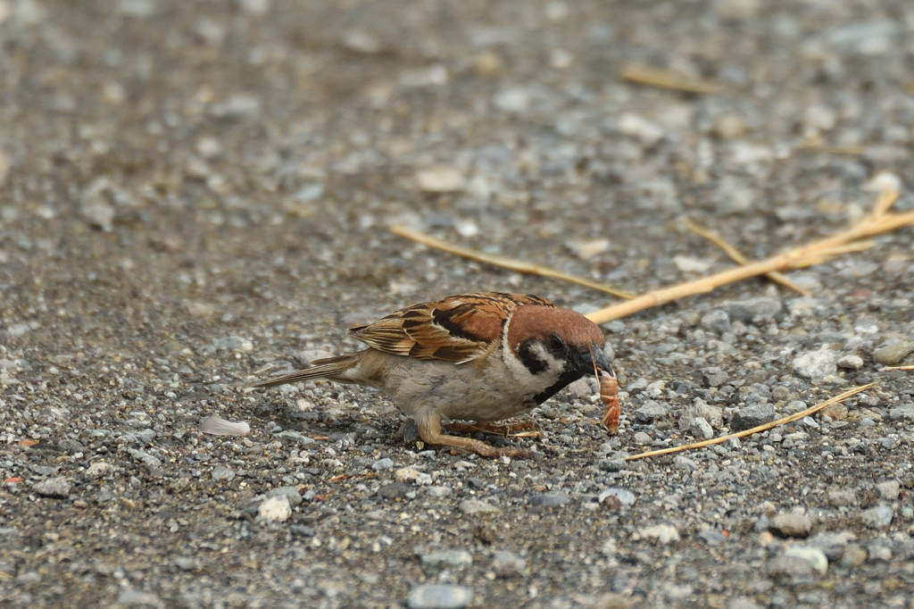 レストラン_田園 ①