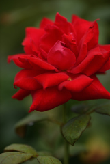 夏でも薔薇を ⑦