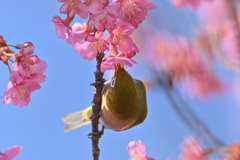 桜と目白