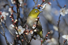 春が見える