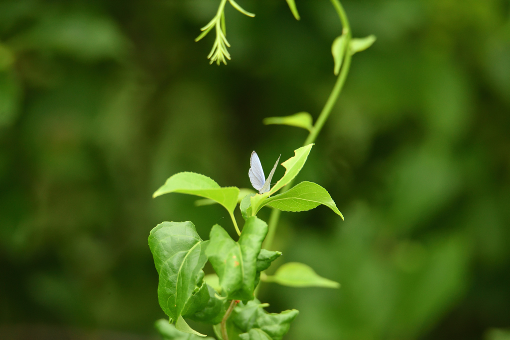 雑草に花が咲く