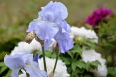 綺麗な花