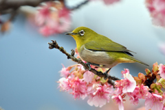 河津桜と野鳥-2