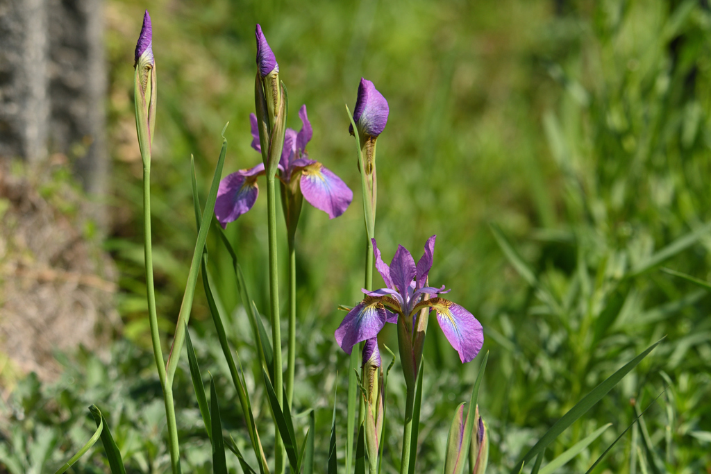 菖蒲