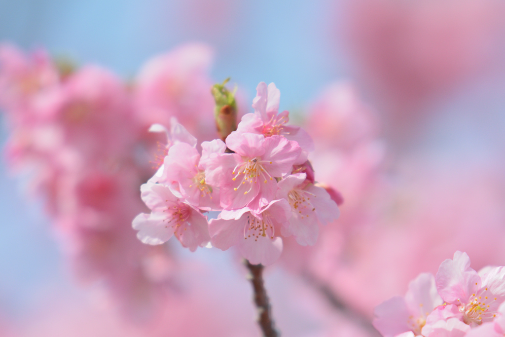 河津桜