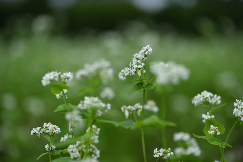 ソバの花