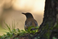 草と野鳥