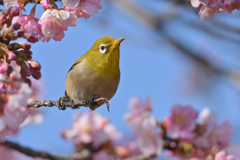 何処かで見たような顔