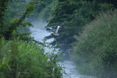 夕靄の川