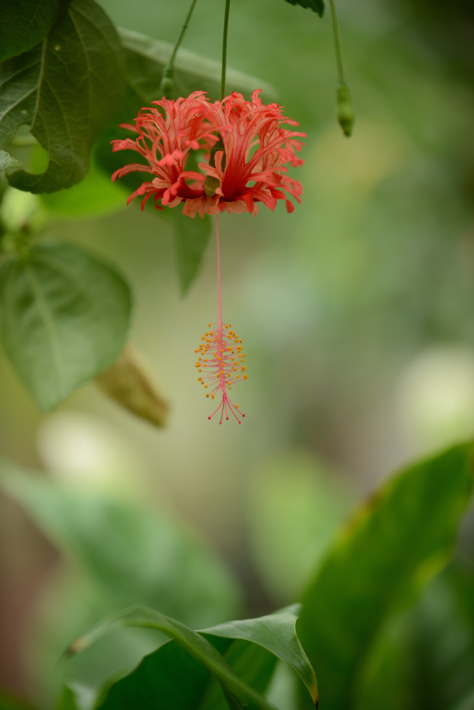 風鈴仏桑花