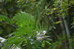 緑啄木鳥の最終日-8